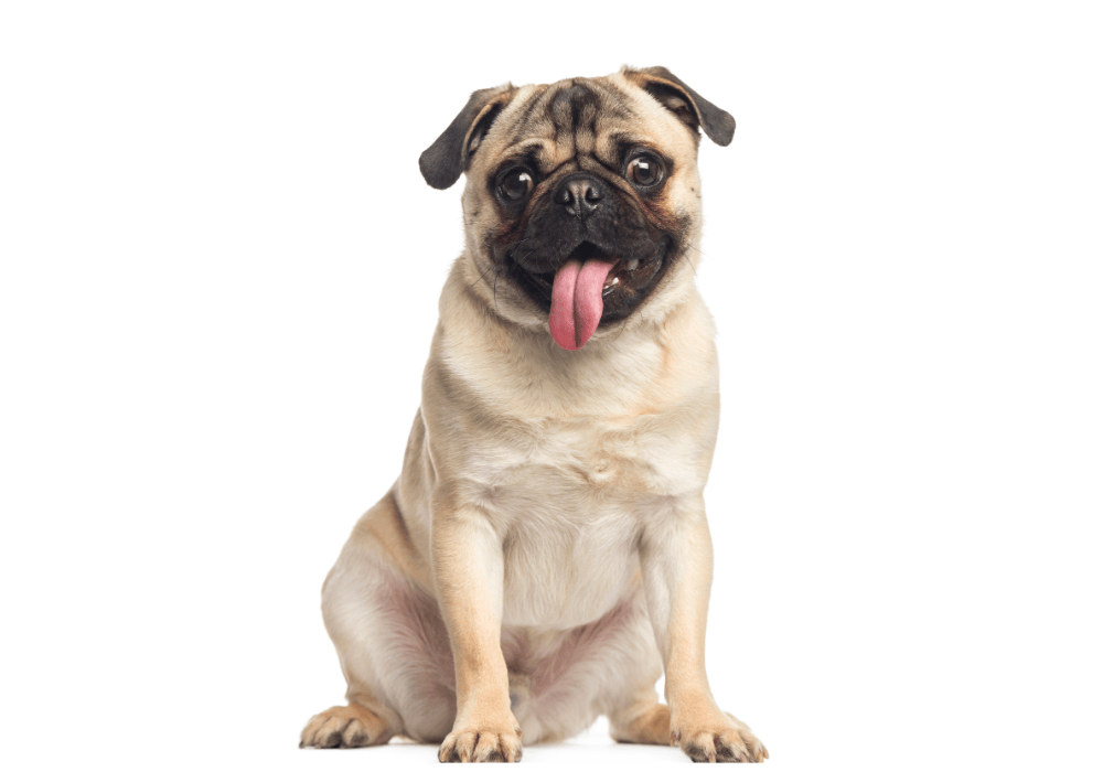 Порода мопс: полный гид для владельцев и тех, кто планирует завести щенка